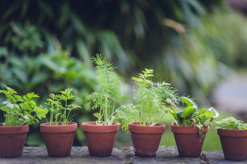 春の植え替えで庭をもっと元気に