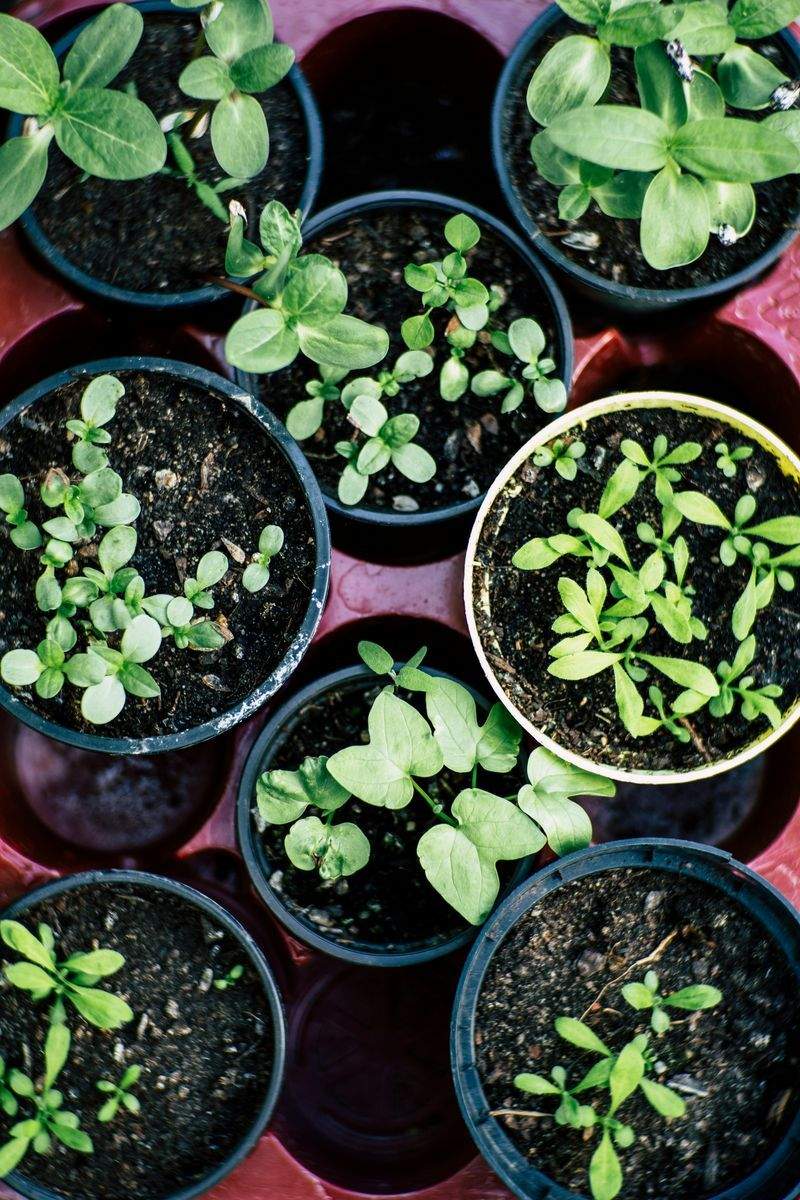 コミュニティガーデンのための季節別植物管理ワークフロー